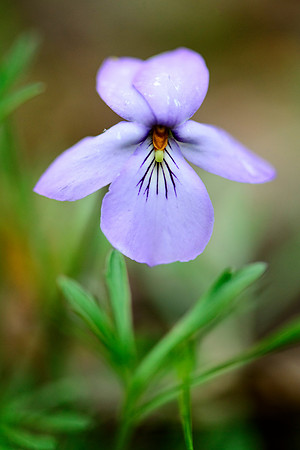 Delicate Violet at Ciha Fen