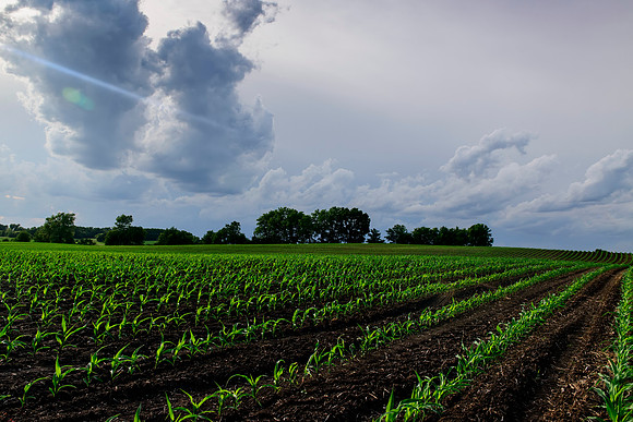 Lines, Light and Corn