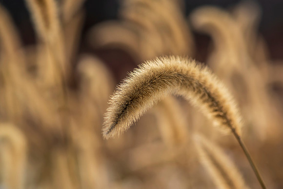 Delicate Plant Fur