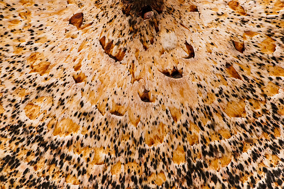 Mushroom Explosion