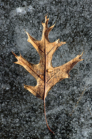 Leaf Study in Ice