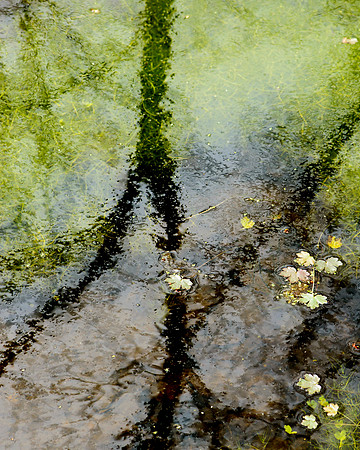 What Grows Beneath