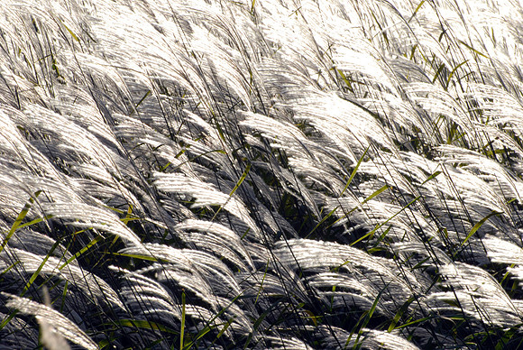 Pampas Grass Shimmer