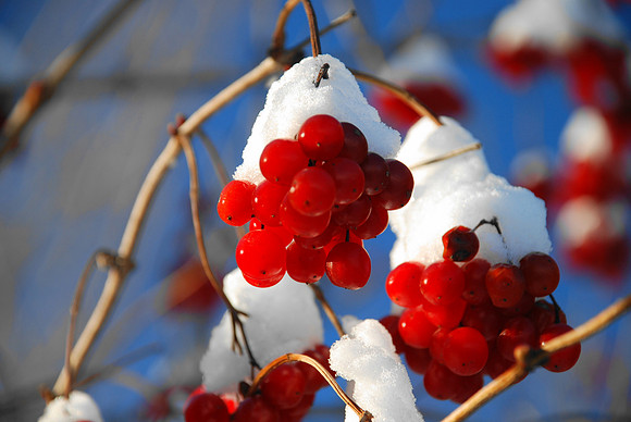 Snow Berries