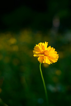 Simple Beauty