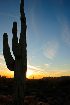 Saguaro Cactus Sunset