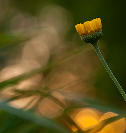 Sun Sparkles