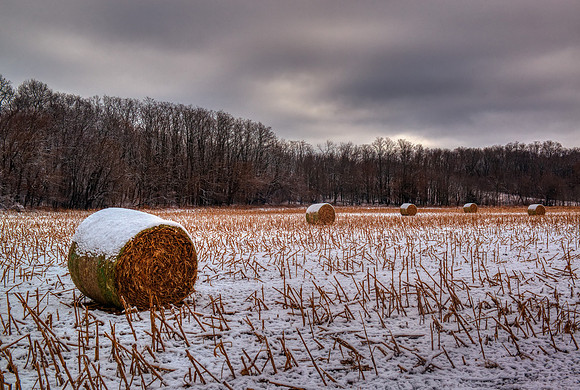 Sultry Light of Winter