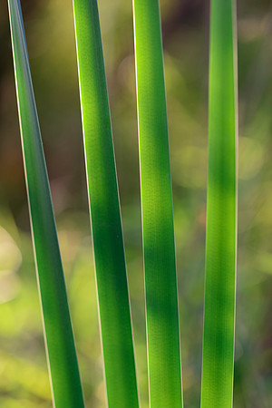 Sweet Light of Summer