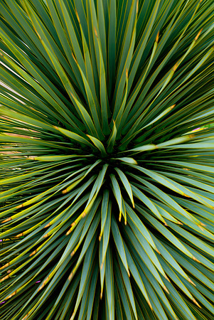 Exploding Plant