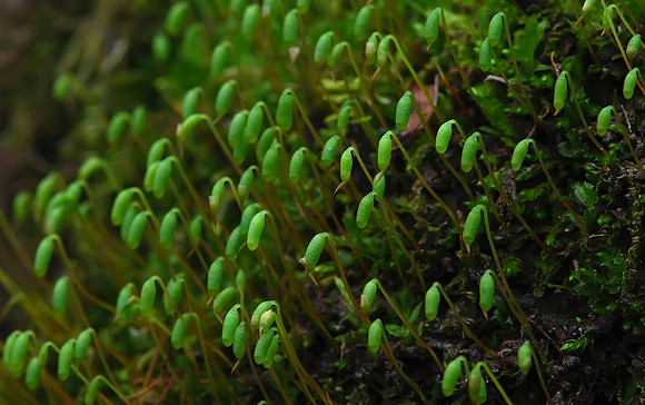 New Growth
