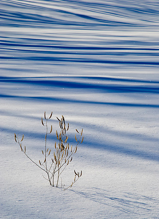 Snow Shadows