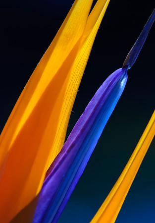 Bird of Paradise