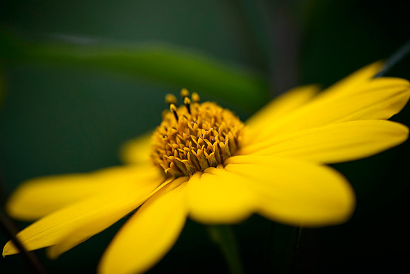 Ditch Flower