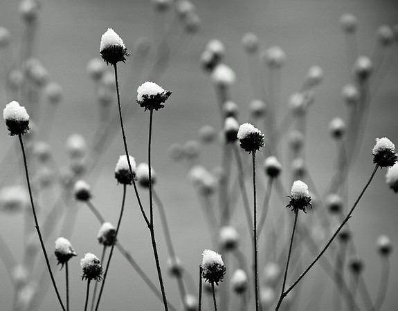 Snow Thistles