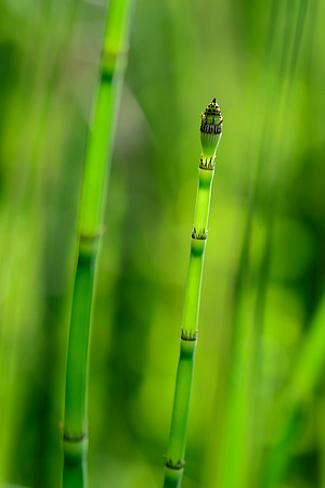 Horsetail Reed