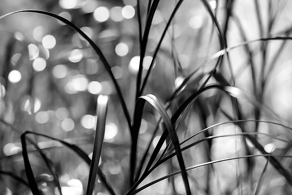 Grass Shapes