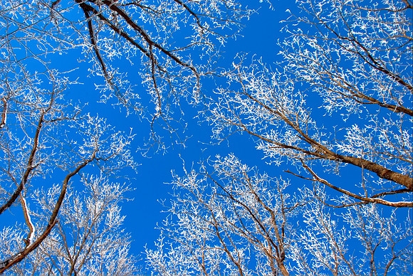 Frosty Trees