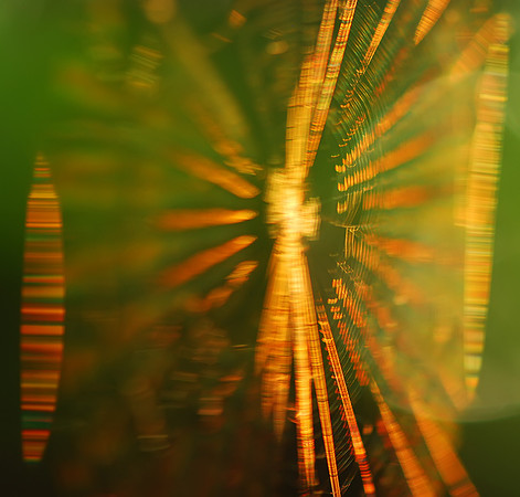 The Web