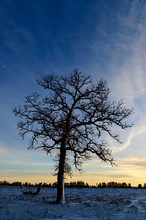Black Hawk Tree