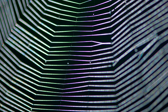 Zebra Web