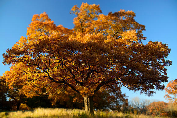 Glorious Tree