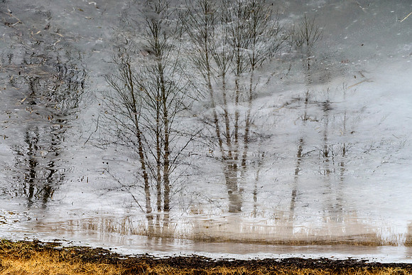 Frozen Pond Reflections