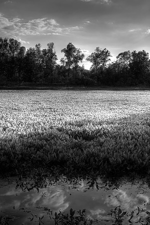 Sutliff Pond