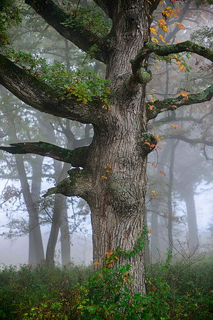 Majestic Tree in Fog