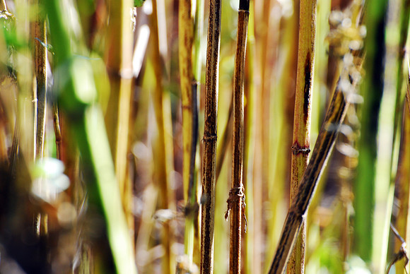 Reeds and Grass