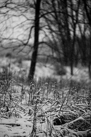 Harshness of Winter B&W