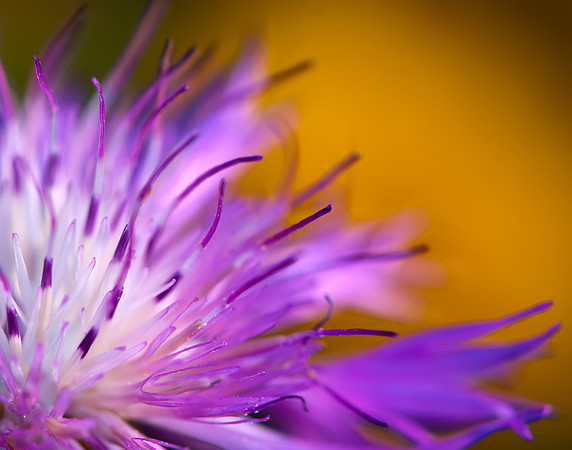 Color Flow Yellow