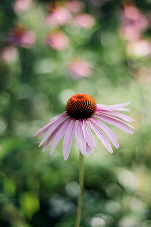 Nature Park Cone Flower-Film