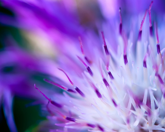 Color Flow