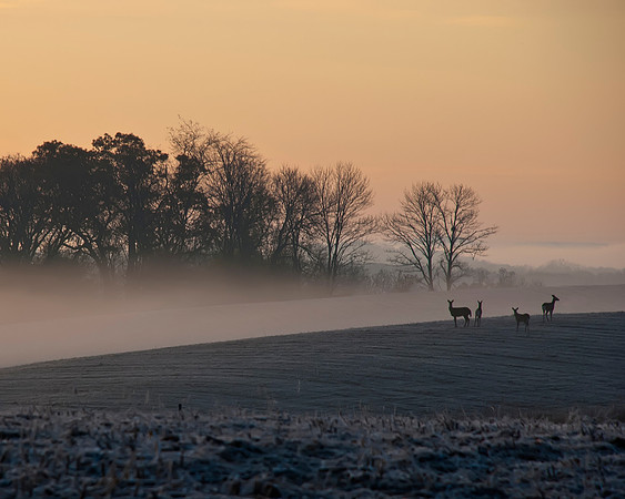 Deer in the Fog Light