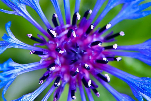 Bachelor's Button