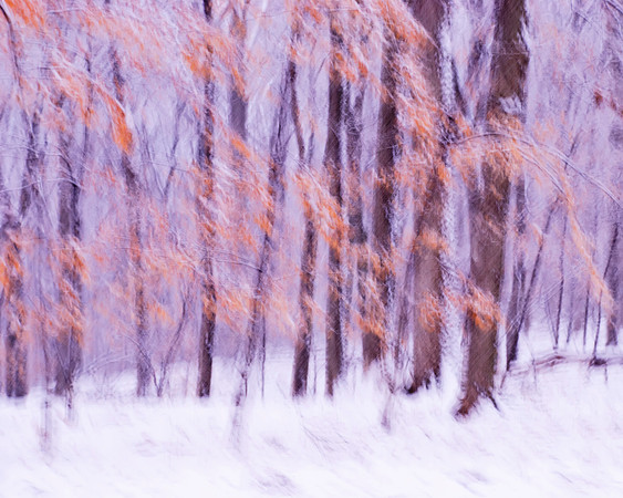 Palisades in Motion
