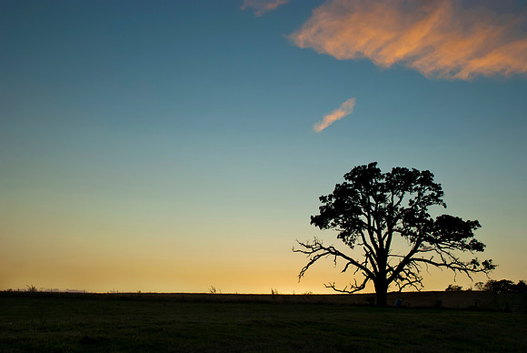 The Tree