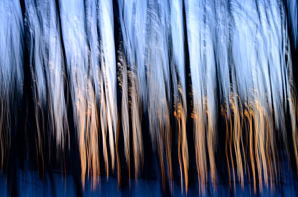 Tree Auras