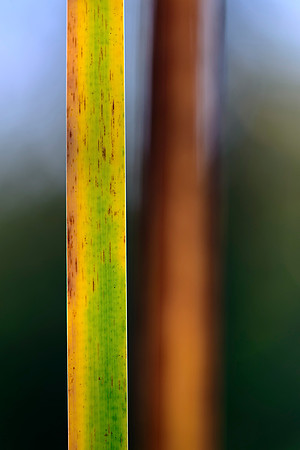 Among the Broad Grass