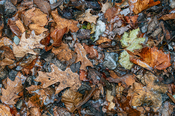 The Sadness of Fallen Leaves