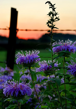 Abbe Creek Flowers