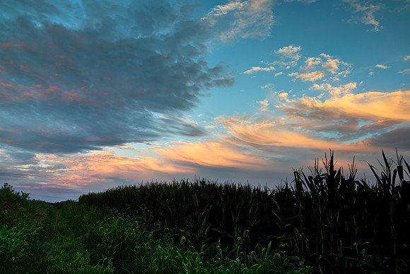 Amongst The Corn